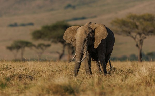 Quels sont les meilleurs endroits pour un safari en Afrique de l'Est?