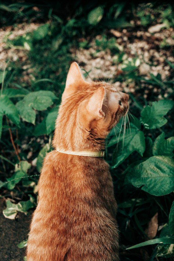 Où trouver les plus beaux jardins botaniques au Japon?
